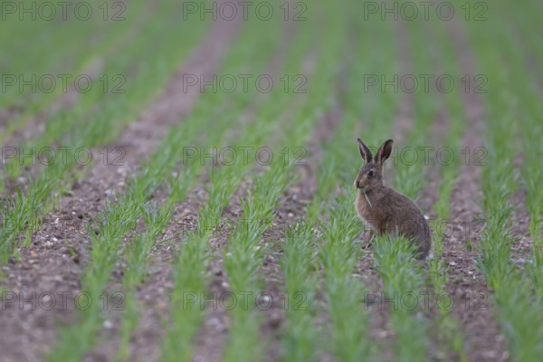 European brown hare (Lepus europaeus) juvenile leveret animal feeding in a farmland cereal field in