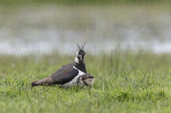 Lapwing (Vanellus vanellus) with young, Lower Saxony, Germany, Europe