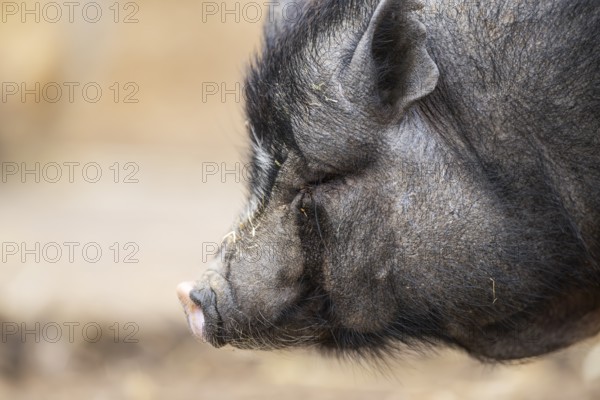 Vietnamese Pot-bellied pig standing on the ground, Bavaria, Germany, Europe