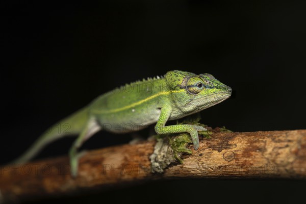 A male chameleon of the genus Calumma gilaumeti in the rainforests of Marojejy National Park in