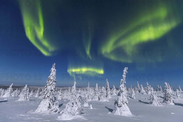 Northern lights, Aurora borealis over snow covered spruce trees on the taiga in winter at night,