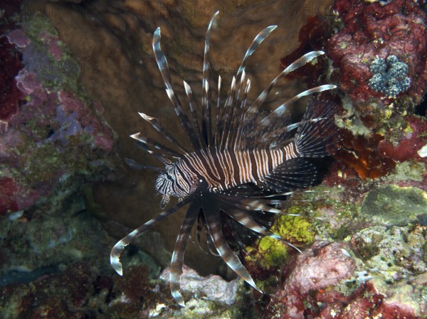A Pacific red lionfish (Pterois volitans) with distinctive fins swims through a colourful reef,