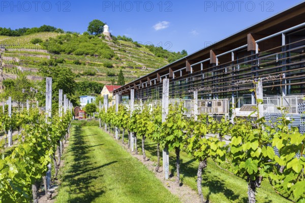 Show vineyard at the production building in the castle park, in the background the vineyards and