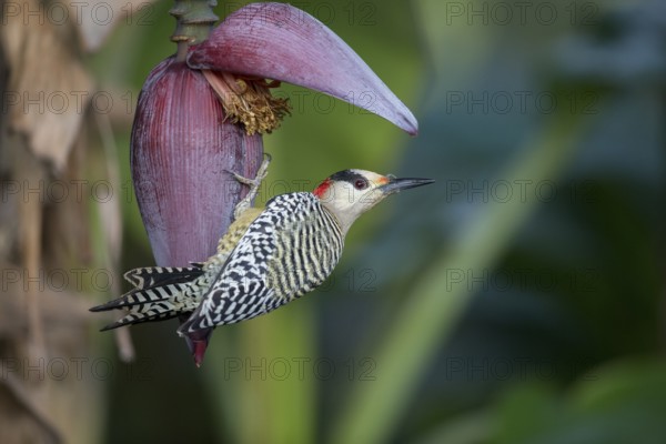 West Indian Woodpecker (Melanerpes superciliaris) female, Cuba, Central America