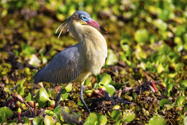 Whistling heron (Syrigma sibilatrix) Pantanal Brazil