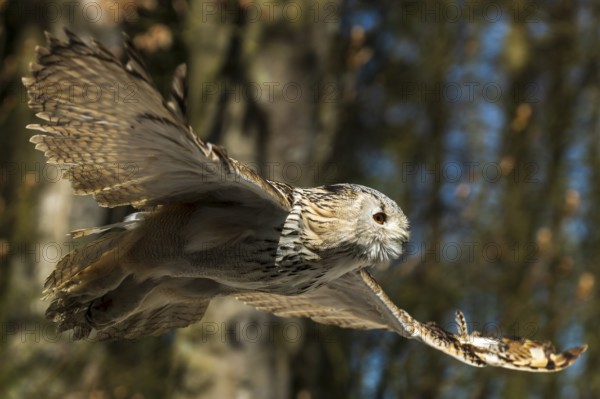 Owl soaring through the air against a blue sky and trees in the background, Siberian Eagle Owl