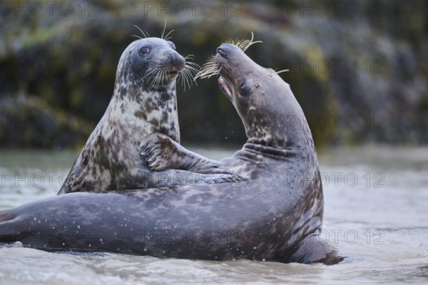 Grey seal (Halichoerus grypus) playing with each other in the water, sea, Düne, Helgoland,