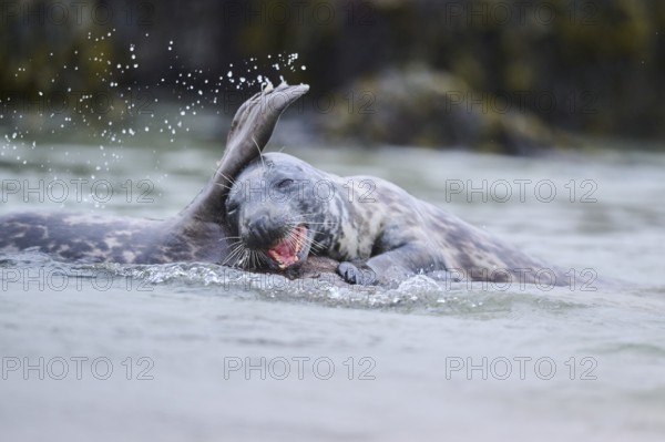 Grey seal (Halichoerus grypus) playing with each other in the water, sea, Düne, Helgoland,