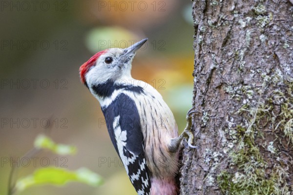 Middle spotted woodpecker (Dendrocopus medius) Germany