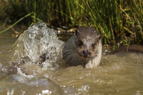 An otter dives out of the water with splashes around it, European otter (Lutra lutra), Germany,