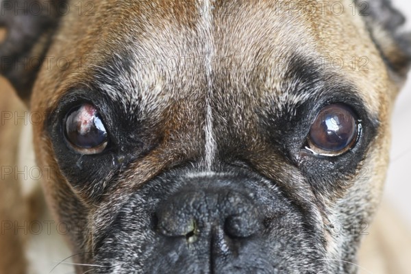 French Bulldog dog with partly healed surgical implanted conjunctival flap covering eye used as