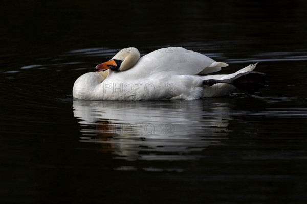 Mute Swan (Cygnus olor), Baden-Wuerttemberg, Germany, Europe