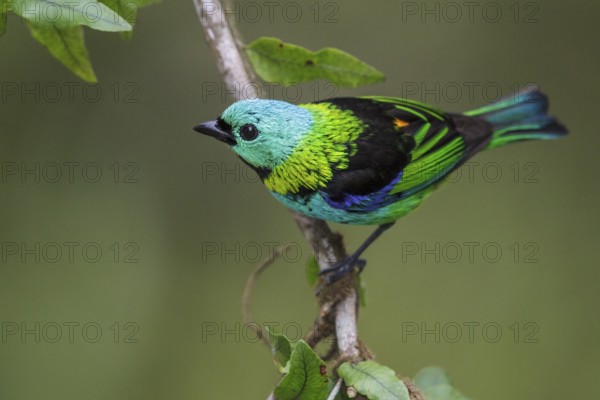 Green-headed Tanager (Tangara seledon) perched on a branch in the Atlantic rainforest of southeast