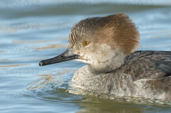 Hooded Merganser (Lophodytes cucullatus) female, Arizona, USA, North America