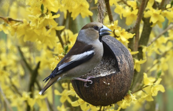 Hawfinch, (Coccothraustes coccothraustes) eats sunflower seeds in forsythia, (Forsythia ×
