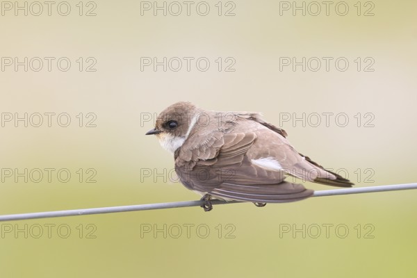 Sand martin (Riparia riparia), sitting on a wire, wildlife, animals, birds, swallows, migratory