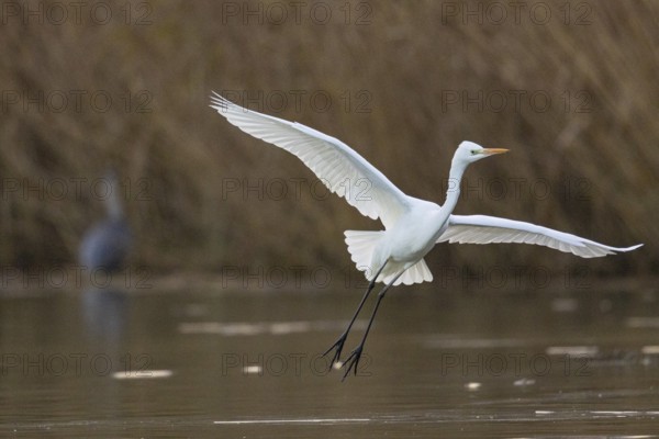 Great White Egret (Egretta alba) Germany