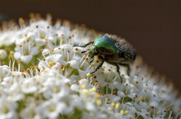 Rose chafer (Cetonia aurata) on flower of Viburnum lantana (Viburnum lantana), Stuttgart,