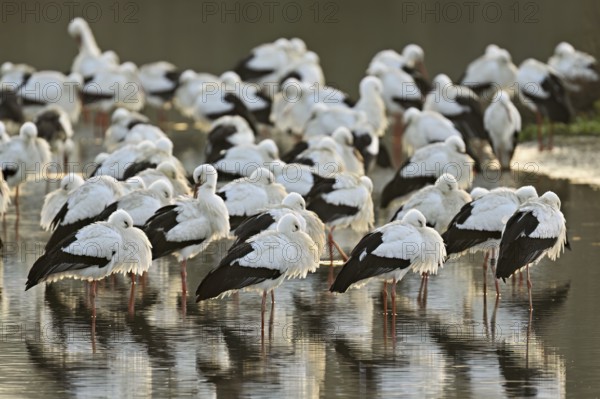 White storks (Ciconia ciconia), large flock roosting in shallow water, Flachsee, Canton Aargau,