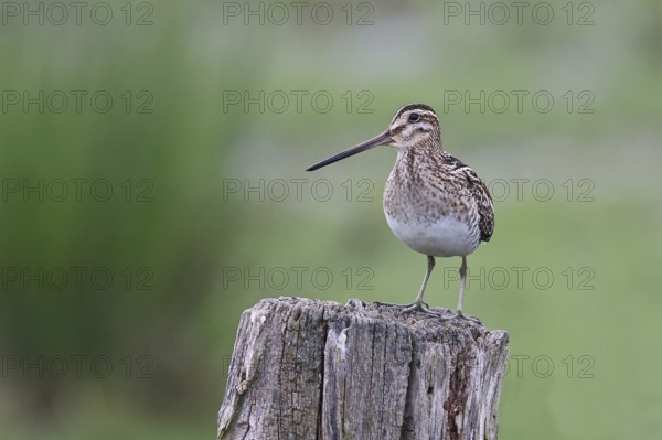 Snipe (Gallinago gallinago), standing on fence posts of a pasture, on moorland, snipe birds,