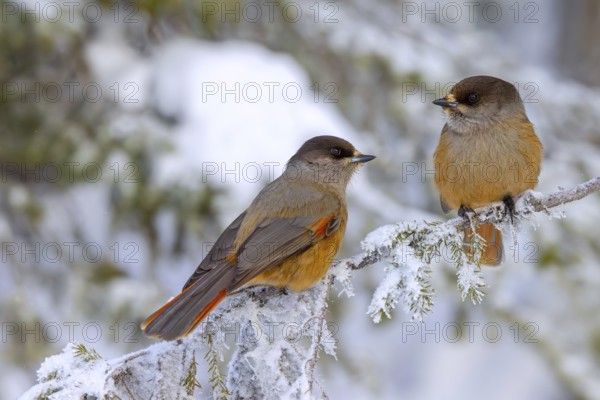 Siberian jay (Perisoreus infaustus, Corvus infaustus) couple perched in spruce tree in snow covered