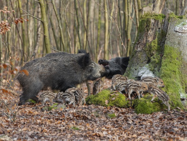 Wild boar, wild boar (Sus scrofa) two bucks and young boar looking for food in the forest, Germany,