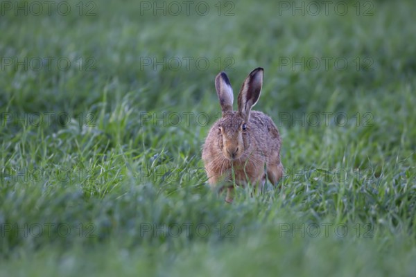 European brown hare (Lepus europaeus) adult animal feeding in a farmland cereal field in summer,