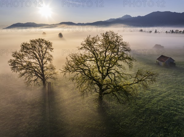 Aerial view, trees, light green leaves, oak, morning light, fog, mountains, sunny, backlight, sun,