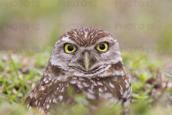 Burrowing Owl (Athene cunicularia), Florida, USA, North America