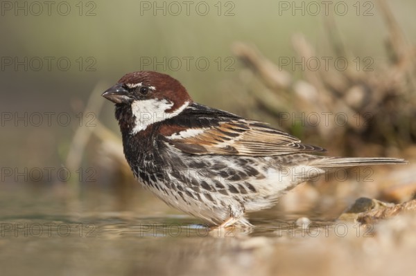 Spanish Sparrow - Weidensperling - Passer hispaniolensis ssp. hispaniolensis, adult male, Croatia,