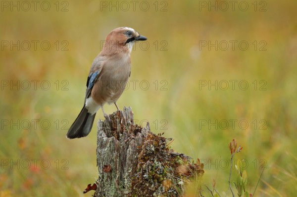 Orange forest leaves with beautiful bird. Close-up portrait of beautiful jay. Portrait of nice bird