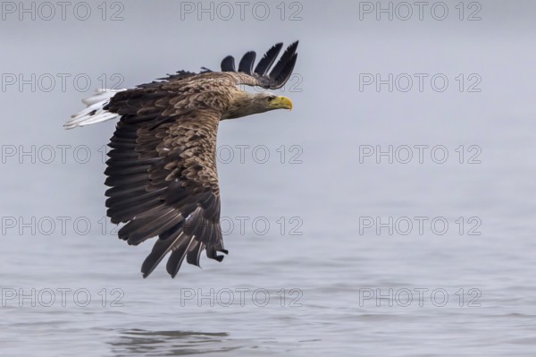 White-tailed Eagle (Haliaeetus albicilla) flying, Mecklenburg-Western Pomerania, Germany, Europe