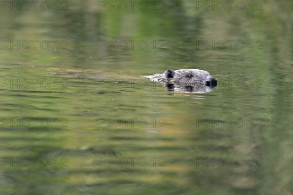 Eurasian beaver, european beaver (Castor fiber), swimming in the river, Freiamt, Canton Aargau,