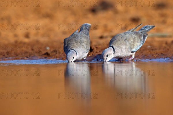 Red-crested Pigeon, (Streptopelia vinacea), Red-winged Turtle Dove, Morgan Kunda lodge / road to