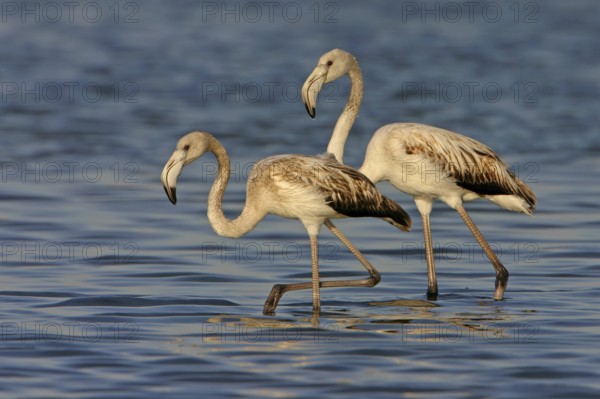 Greater flamingo (Phoenicopterus roseus), East Khawr / Khawr Ad Dahariz, Salalah, Dhofar, Oman,