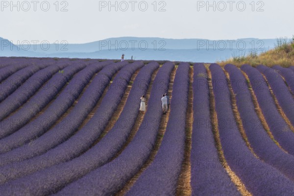 Flowering lavender field (Lavandula angustifolia) with tourists, Plateau de Valensole, Département