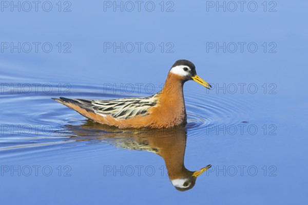 Red phalarope, grey phalarope (Phalaropus fulicarius) female in breeding plumage swimming in pond