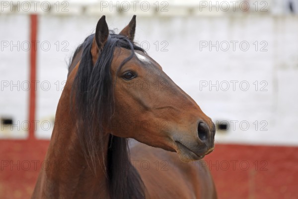 Andalusian horse, arena, portrait, headshot