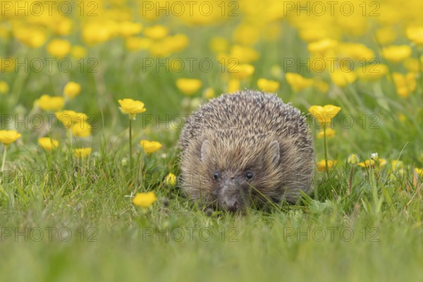 European hedgehog (Erinaceus europaeus) adult in a spring meadow with flowering Buttercup plants,
