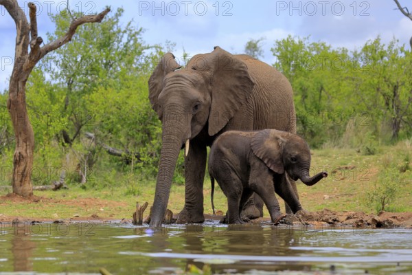 African elephant (Loxodonta africana), adult, male, bull, young animal, young bull with young