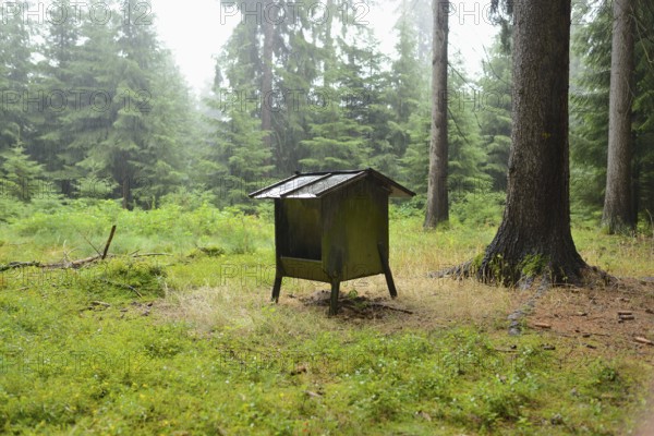 Small deer feeding house in a forest surrounded by tall trees and green undergrowth, exuding a