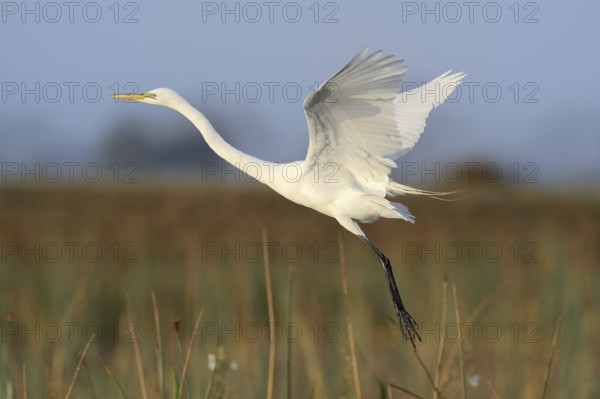 Great Egret (Ardea alba, Casmerodius albus, Egretta alba), flying, Everglades National Park,