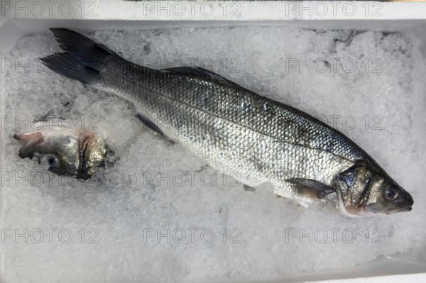 Display of fish caught whole fish European bass (Dicentrarchus labrax) also sea bass Loup de Mer