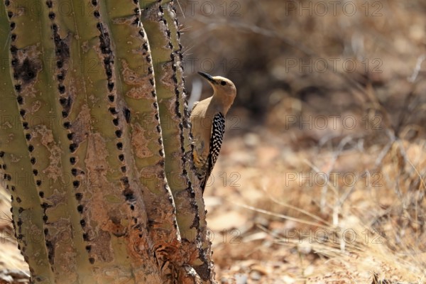 Gila woodpecker (Melanerpes uropygialis), adult, female, on saguaro cactus, Sonora Desert, Arizona,