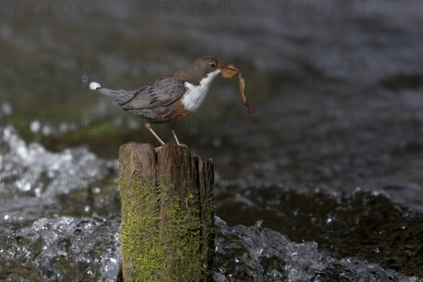 White-throated Dipper (Cinclus cinclus) with nesting material on an old wooden pole in the water,