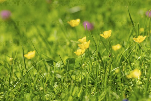 Yellow buttercup (Ranunculus) glow in the spring sun in a meadow, Ternitz, Lower Austria, Austria,