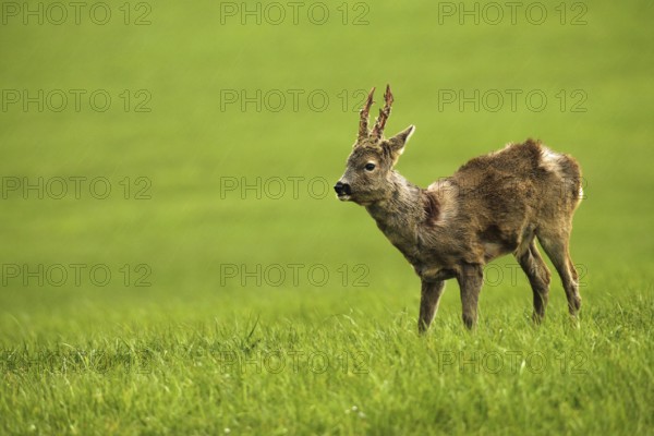 European roe deer (Capreolus capreolus) buck in shaggy winter coat with long, almost swept horns on