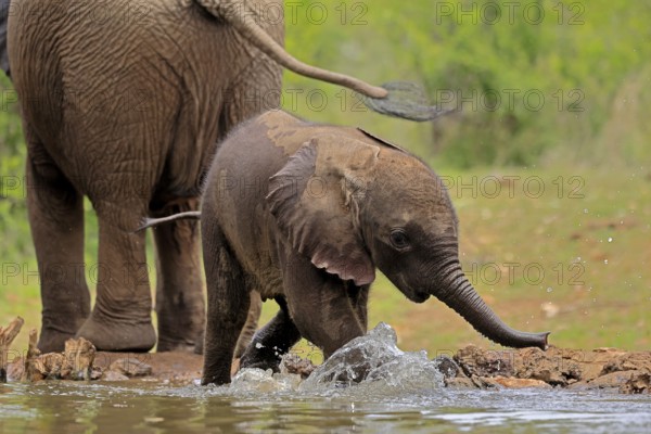 African elephant (Loxodonta africana), young animal, calf, baby elephant, mother, young animal with