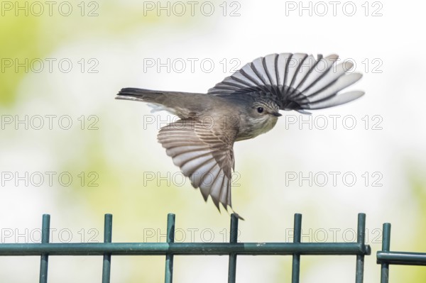 A spotted flycatcher (Muscicapa striata) in flight over a fence with outstretched wings, Hesse,