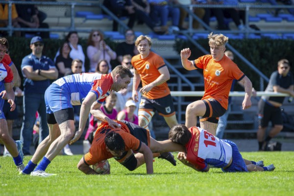 Rugby 1st Bundesliga South/West, Season 2024/25, Matchday 10: RG Heidelberg vs Heidelberger